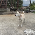 金章犬のモモちゃん