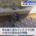【新潟・新発田市】用水路に落ちたクマ撮影「人間の叫び声かと思うくらいすごかった」