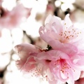写真を撮る