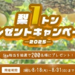 BXONEウォレット 日本語解説ブログ