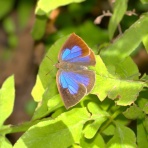 富士山トンボ池通信