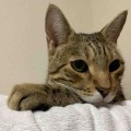 イケメンベネリ君