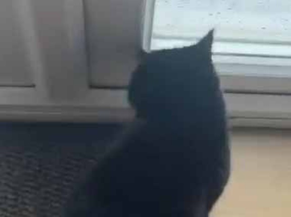 カレが外に出たくて「そわそわ」していた。庭は少し雪が積もっている。私がドアを開けた → こうなった…