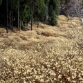 【群馬】黄金色に染まった雲海 屋敷山のミツマタ群生地(2026/3月再訪)