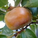 次郎柿を収穫しました！「ミニ白菜」「ほうれん草」の様子です！「シソの実」を収穫！