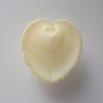 図鑑を作る（二枚貝編）