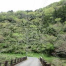 龍の茶山の茶の芽立ち