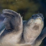 後輩「スッポン養殖しませんか？」ワイ「それ儲かるの？」後輩「絶対儲かりますよ！！」