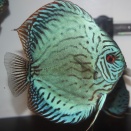 AquaDreams オンラインショッピングに掲載しました！