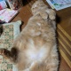 ウチの猫見てよ