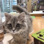 ペットショップワンラブ カインズ名古屋当知店ペッツワンコーナースタッフブログ