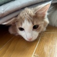 隠れることが大好きな大きな猫