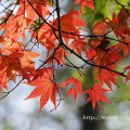 溜池の紅葉