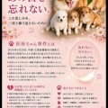 ワンワンの事は忘れない😢