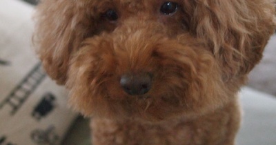 デカプーボンちゃんのハワイ土産はこれ！