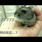 癒しのハムスター動画ブログ