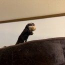 携帯のキャリア変更で沈没した日