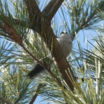 　　 三田市 里山遊びの日記