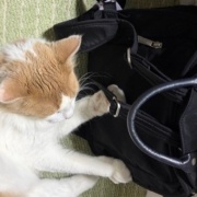 猫が噛んだもので一番高かったものは何？