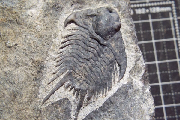 特大￼w 35㎝4kg 三葉虫化石￼ 古生代の重要な示準化石￼ 特大￼w 35