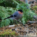 LuckyBookの野鳥不定期日記３＜備忘録＞