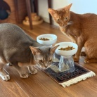 横取りひめちゃん