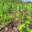 ゼンマイ採り　　4/22