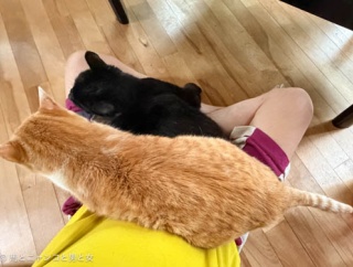 痺れとった