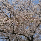 『桜咲く鉄道』の画像