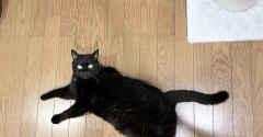 リラックス中の猫たち