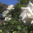 『秋の薔薇　１　白秋』の画像