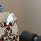 物置部屋の奥まで入り込む文鳥