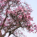 おだやかに☆相模川遊歩道の春・シデコブシ・トンビ♪