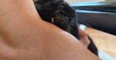 反応無し