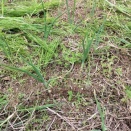 玉ねぎ🧅　2026