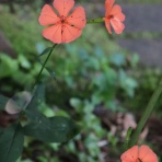 かえるのひとりごと