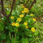  花好きおばあさんの　園芸ボランティア日記