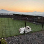 サマジニのいる生活Samajini Diary