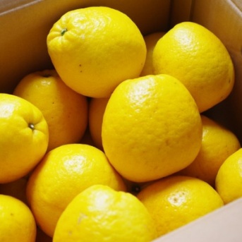 愛媛直送の柑橘を詰め放題！『いっぺこ～と』で『柑橘詰め放題』開催！4月25日、26日。