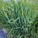 もち麦の穂が出始めました　3/12