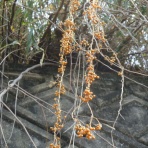 寅太郎の雑記帳