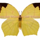 トガリキチョウ♀ (ラオス) Dercas verhuelli doubledayi