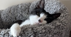 ◎日曜のにゃんこ580◎