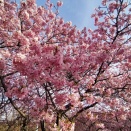 早春の神奈川・東京に河津桜と梅を観に往く 三浦海岸桜まつり３
