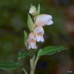 九州北部の山野で見かけた植物（種類別）