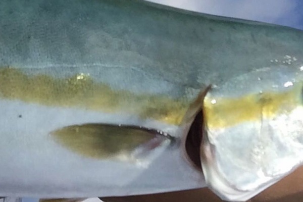 京都花重のマイボート釣り 釣り重要ワード