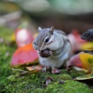 屋根裏のミステリー