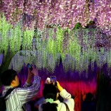 『2025.4 和気町藤公園 「藤まつり➁」 岡山県和気郡和気町』の画像