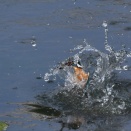 今更ながら D500 は素晴らしい。。