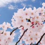 IVYキャンパス通信